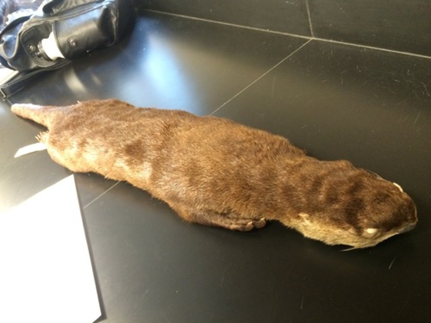 <p>Lontra canadensis</p>