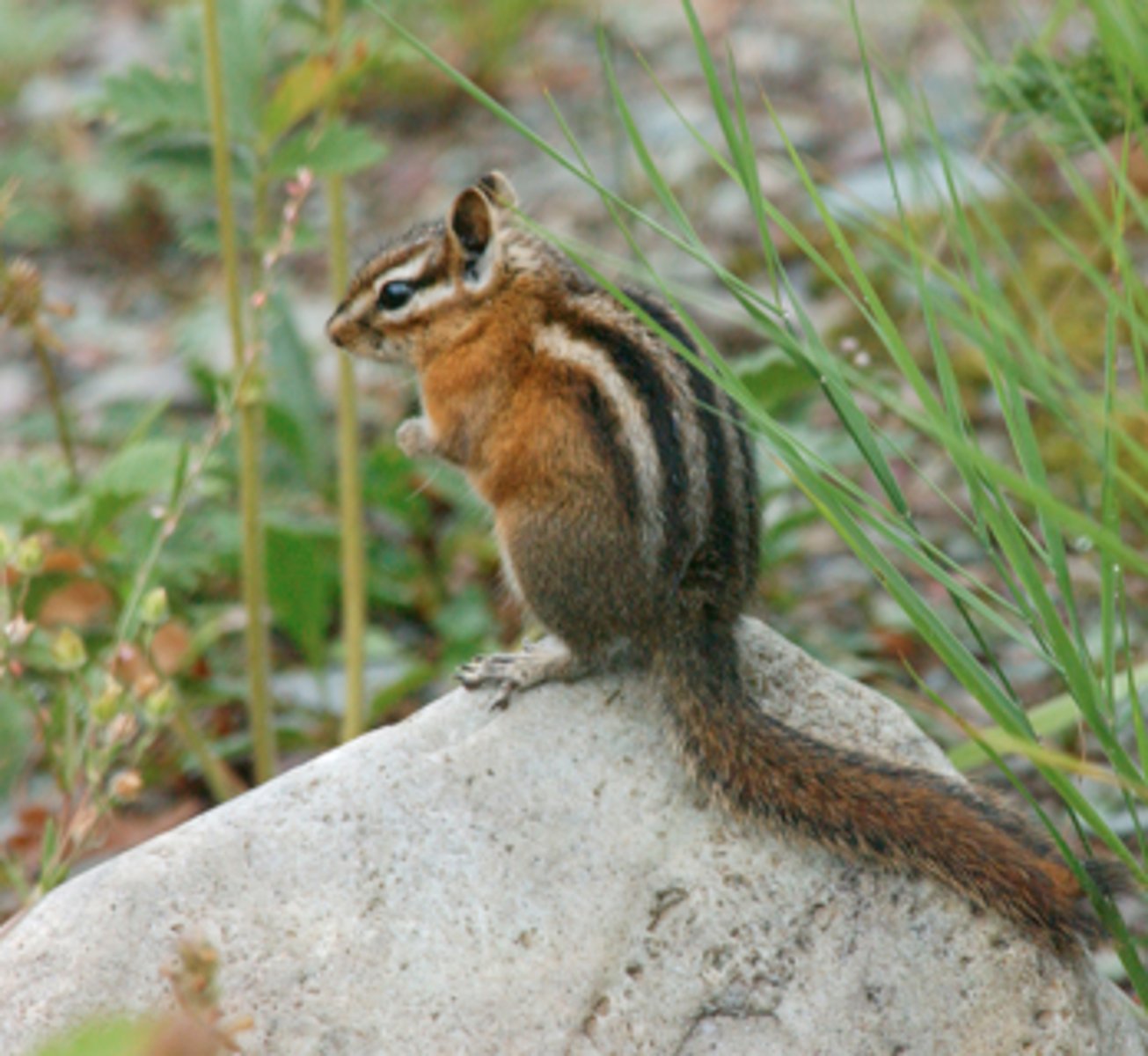 <p>Least chipmunk</p>