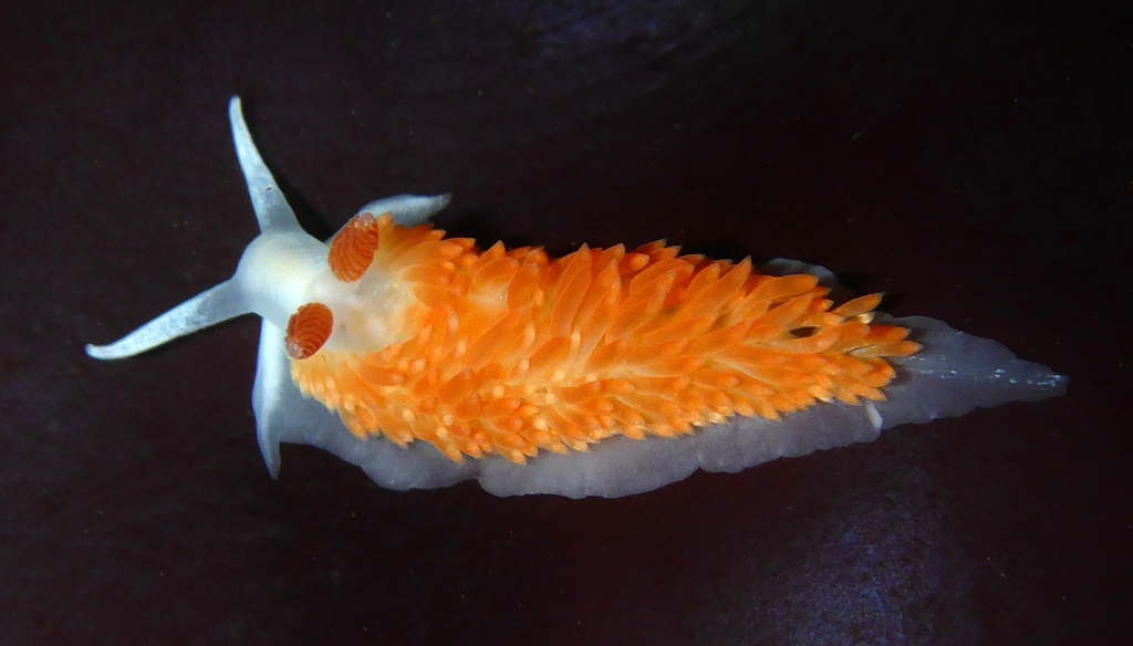 <p>Molluscs: Aeolid Nudibranchs</p><p>(Looks like neon snails/ flowers with anemone/flowery wavy backs)</p>
