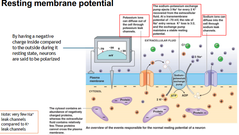 <p>What is the typical resting membrane potential of a neuron?</p>