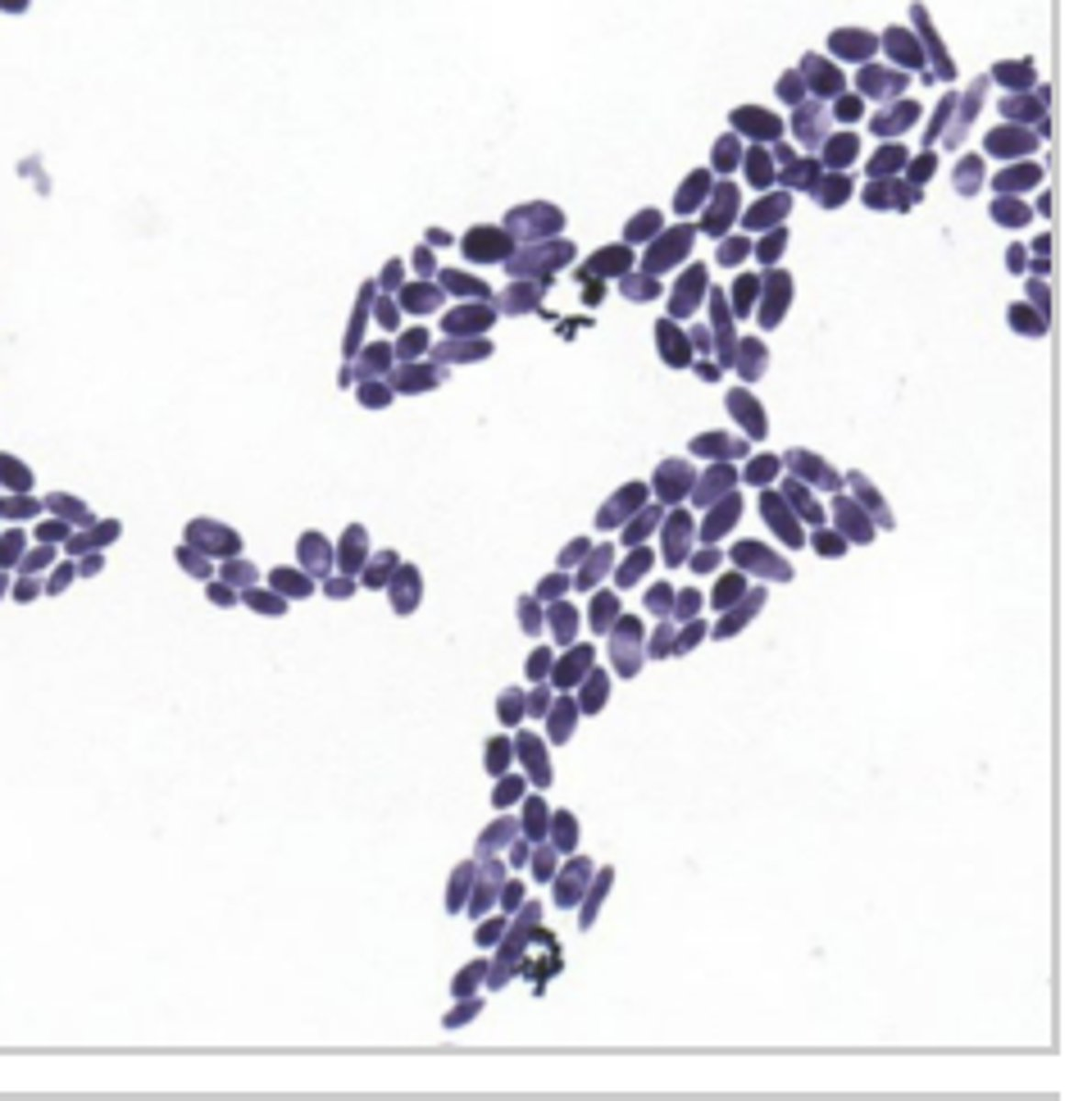 <p>identify </p>