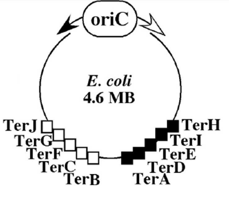 <ol><li><p>Terminator regions for DNA replication on the E.coli chromosome.</p></li><li><p>There are &gt;8 arrest sites at the terminus.</p></li><li><p>Replication forks moving clockwise are trapped by terB, C, F, G, J.</p></li><li><p>Counterclockwise: moving forks are trapped by terA, D, E, H, I.</p></li></ol><p></p>