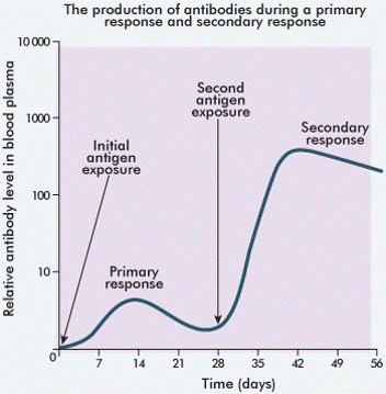 <ul><li><p>Vaccines have a lag before antibody production begins, infection doesn't </p></li><li><p>More antibodies are produced during secondary infection </p></li><li><p>Antibodies are produced at a faster rate during secondary infection </p></li><li><p>Concentration of antibodies in blood depletes slower after secondary infection</p></li></ul><p></p>