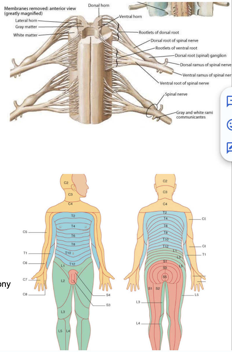 <ul><li><p>The spinal cord is divided into segments (somitogenesis) – called neuromeres</p><ul><li><p>Each segment contain</p><ul><li><p>2 dorsal roots</p></li><li><p>2 ventral roots</p></li><li><p>2 spinal nerves (linkage of 1 dorsal &amp; 1 ventral root)</p></li></ul></li><li><p>Each segment innervates the cutaneous territory (dermatone), bony territory (sclerotome), and the muscular territory (myotome) originating from the adjacent somite&nbsp;</p></li><li><p>This connection is maintained even when somites disappear – dermatomeric map – displays stretches of skin whose sensory innervation depends mostly from a <u>single</u> segment of the spinal cord&nbsp;</p><ul><li><p>Innervation and motor control of most muscles depends on more than 1 segment of the spinal cord — not as clear as bone/skin </p></li></ul></li></ul></li></ul>