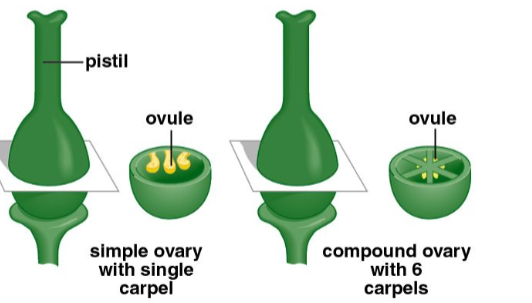 <p>one or more carpels</p>