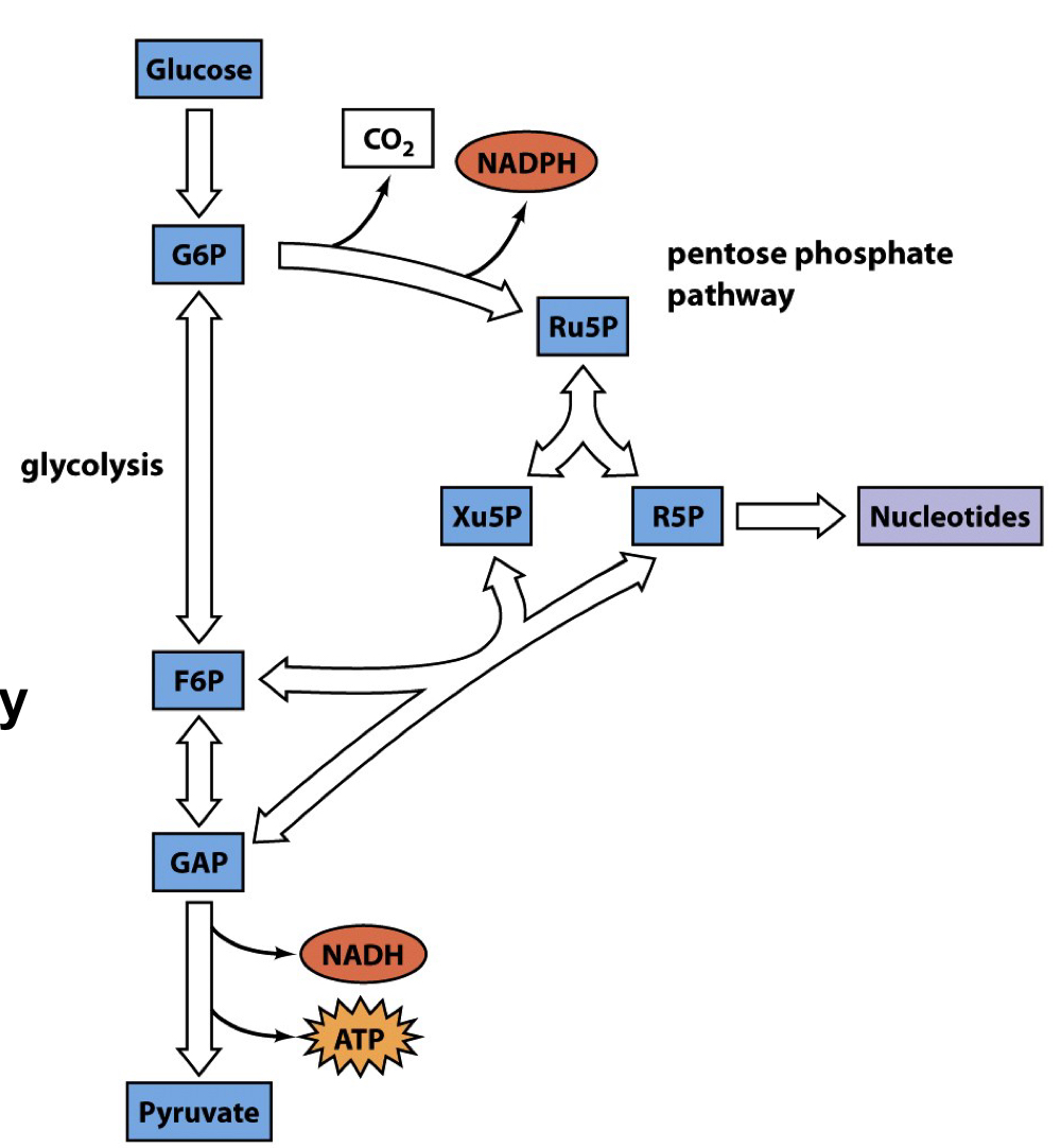 glucose can be covered to GFP, which can be converted to F6P (glycolysis) or Ru5P (PPP, releasing CO2 and NADPH). Ru5P can be made into R5P (for nucleotide synthesis) or Xu5P. Xu5P can be interconverted with F6P, and R5P can be interconverted with GAP. F6P can also be converted to GAP. GAP then goes on to form pyruvate, releasing NADH and ATP in the process