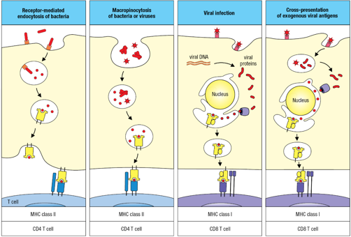 <p>several pathways</p>