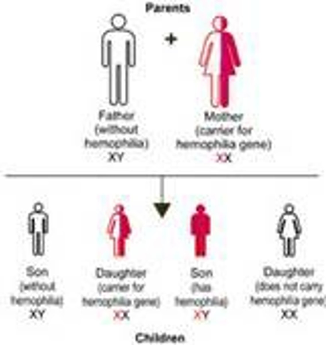 <p>Hereditary bleeding disorder<br>Normal clotting factors are missing</p>