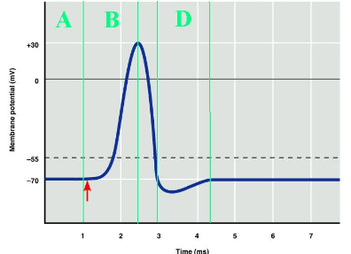 <p><span>Which labeled portion of the diagram corresponds to the resting potential of the axon?</span></p>