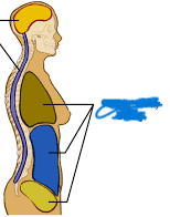 <p>Body cavity that includes the thoracic and abdominopelvic cavities.</p>