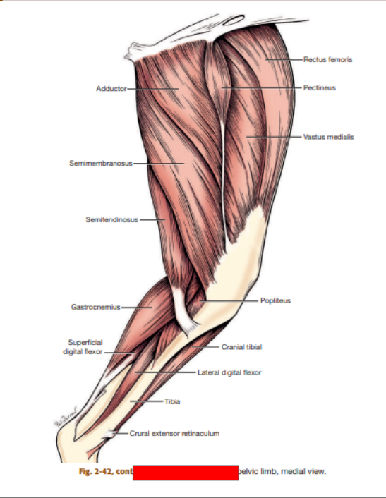 <p>What layer of muscles is this?&nbsp;</p>