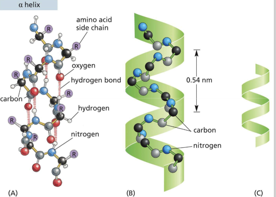 <p>an amino group is hydrogen bonded to a carboxyl group 4 amino acids away</p>