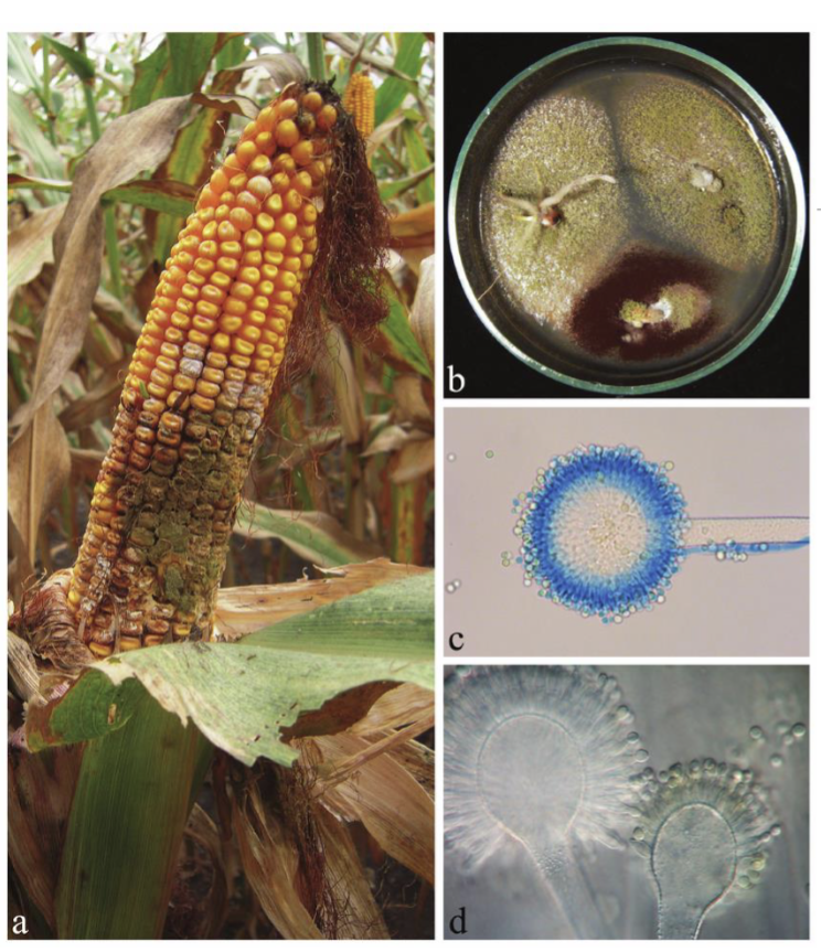 <p>Aflatoxin B1 is a potent toxin produced by the fungus Aspergillus flavus</p><ul><li><p>can contminate many agricultural crops like peanuts, corn, cereal grains</p></li><li><p>aflatoxin B1 remain stable during drying, storage, and processing of crops</p></li><li><p>ingestion of food with aflatoxin B1 is associated with increased DNA dmage &amp; hepatocellular carcinoma</p></li></ul><p></p>