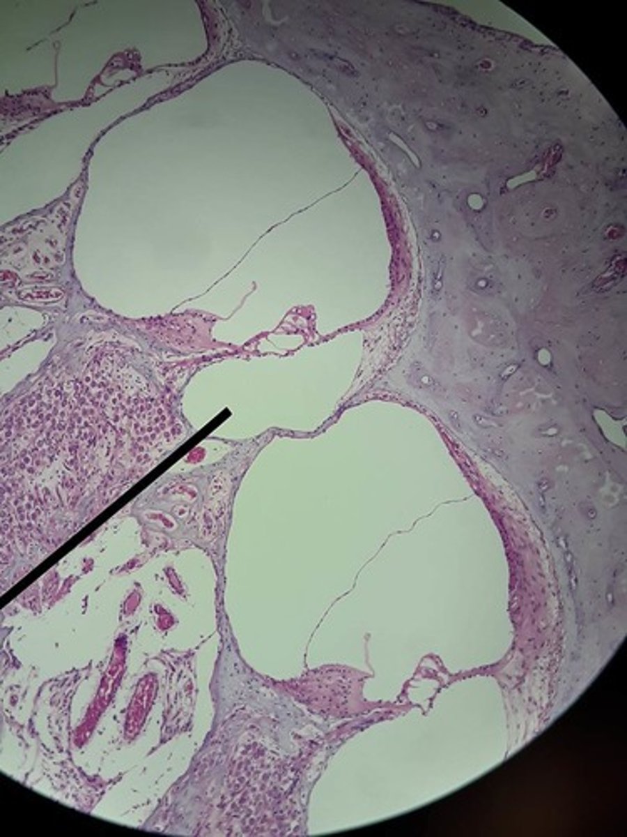 <p>Special: Hearing</p><p>snail-shell spiral canal of the inner ear; contains fluid compartments (scala) and the Spiral Organ of Corti that contains the hair cells that are the receptors for hearing.</p><p>Inner hair cells and outer hair cells are found in a 1:3 ratio.</p>