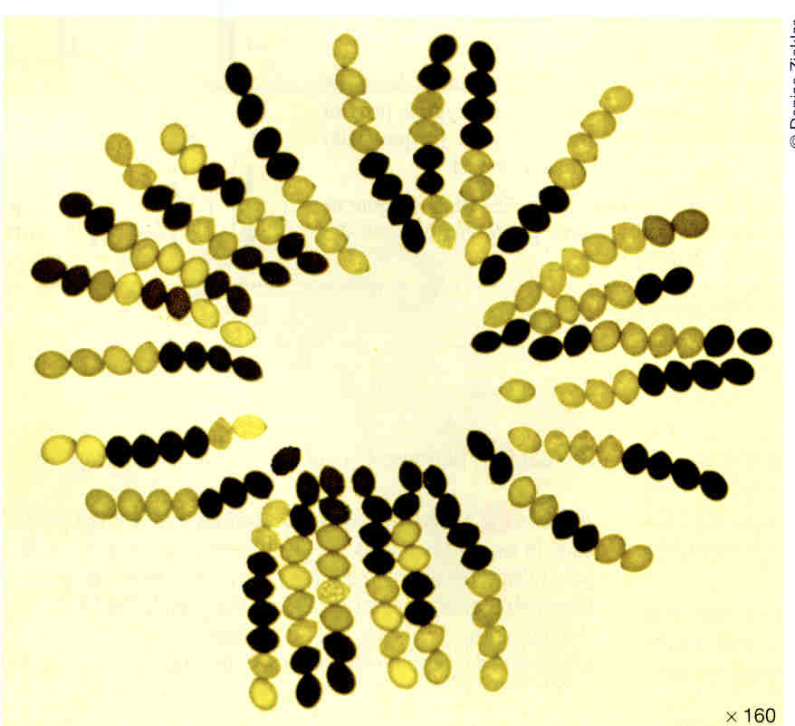 <p>how many spores show crossing over</p>