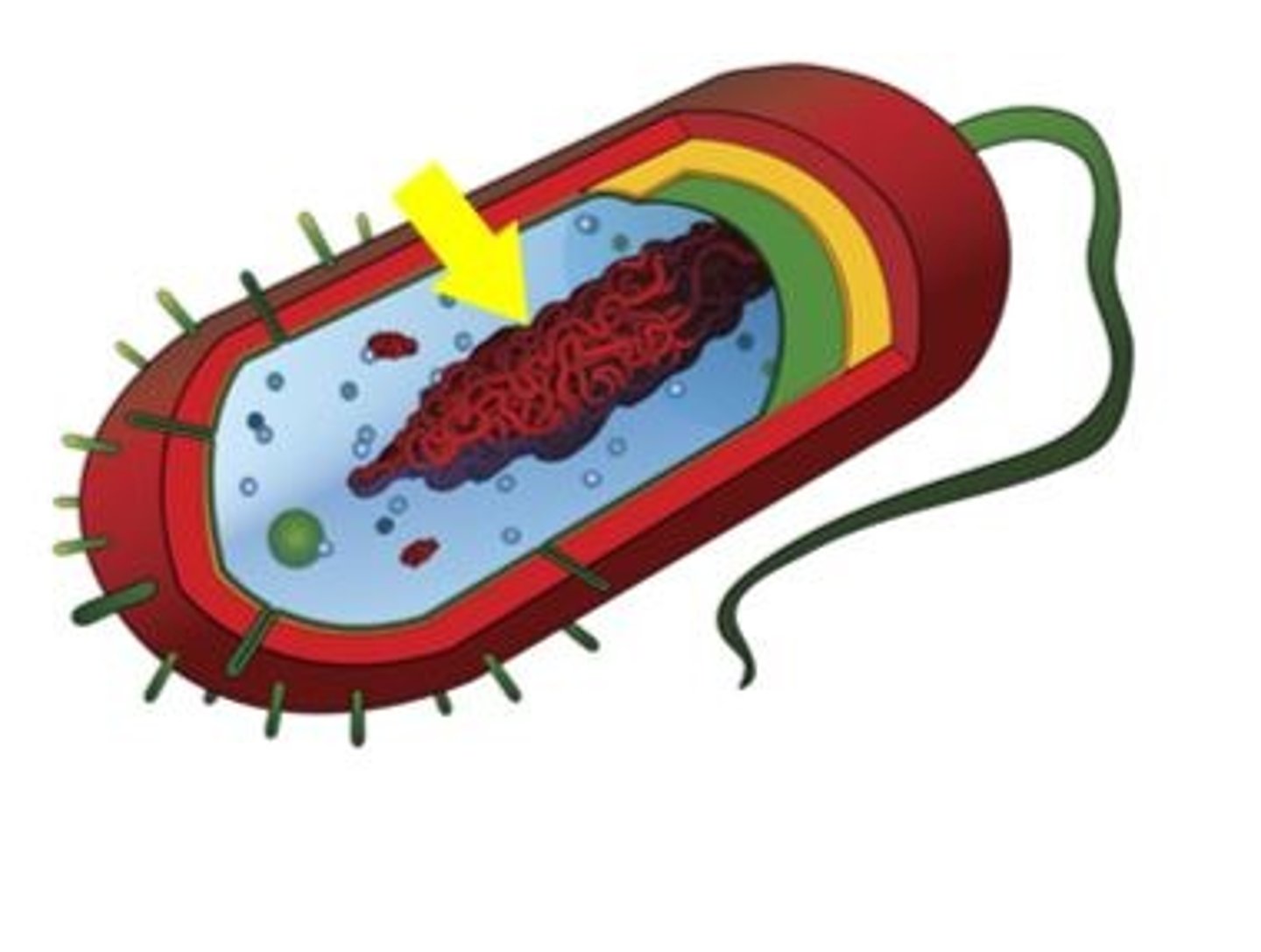 <p>A dense region of DNA in a prokaryotic cell.</p>