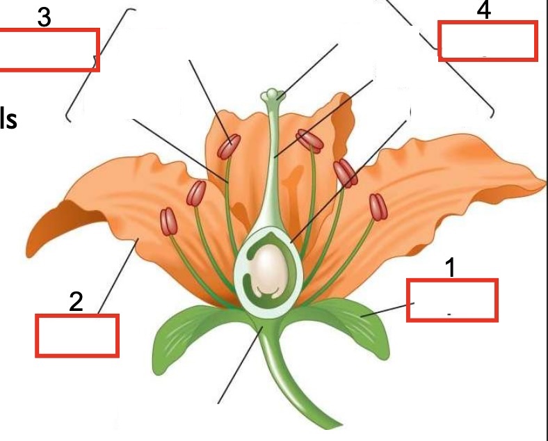 <p>There are 4 whorls (circle of 1 kind of flower part) of flower parts. Label the structures of flower. </p>