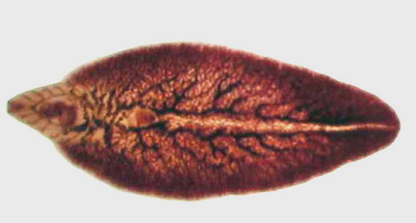 <p>- Type of trematode</p><p>- Acquired from eating metacercariae on aquatic vegetation</p><p>- Prevalent in sheep and cattle</p>