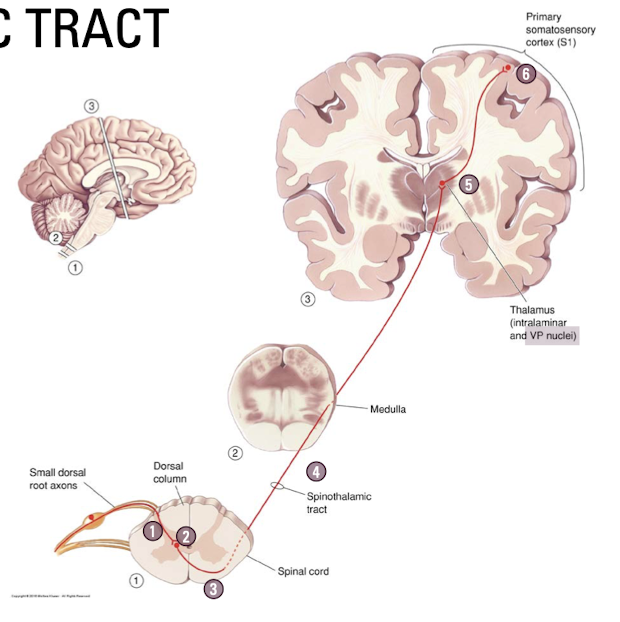 what is the Spinothalamic tract pathway? 