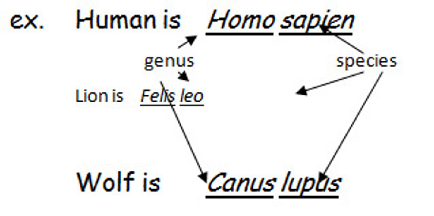 <p>1. Genus = the first word of the polynomial</p><p>(general name * simmilar species share the same genus but dif specfic name)</p><p>2. species specific name</p>