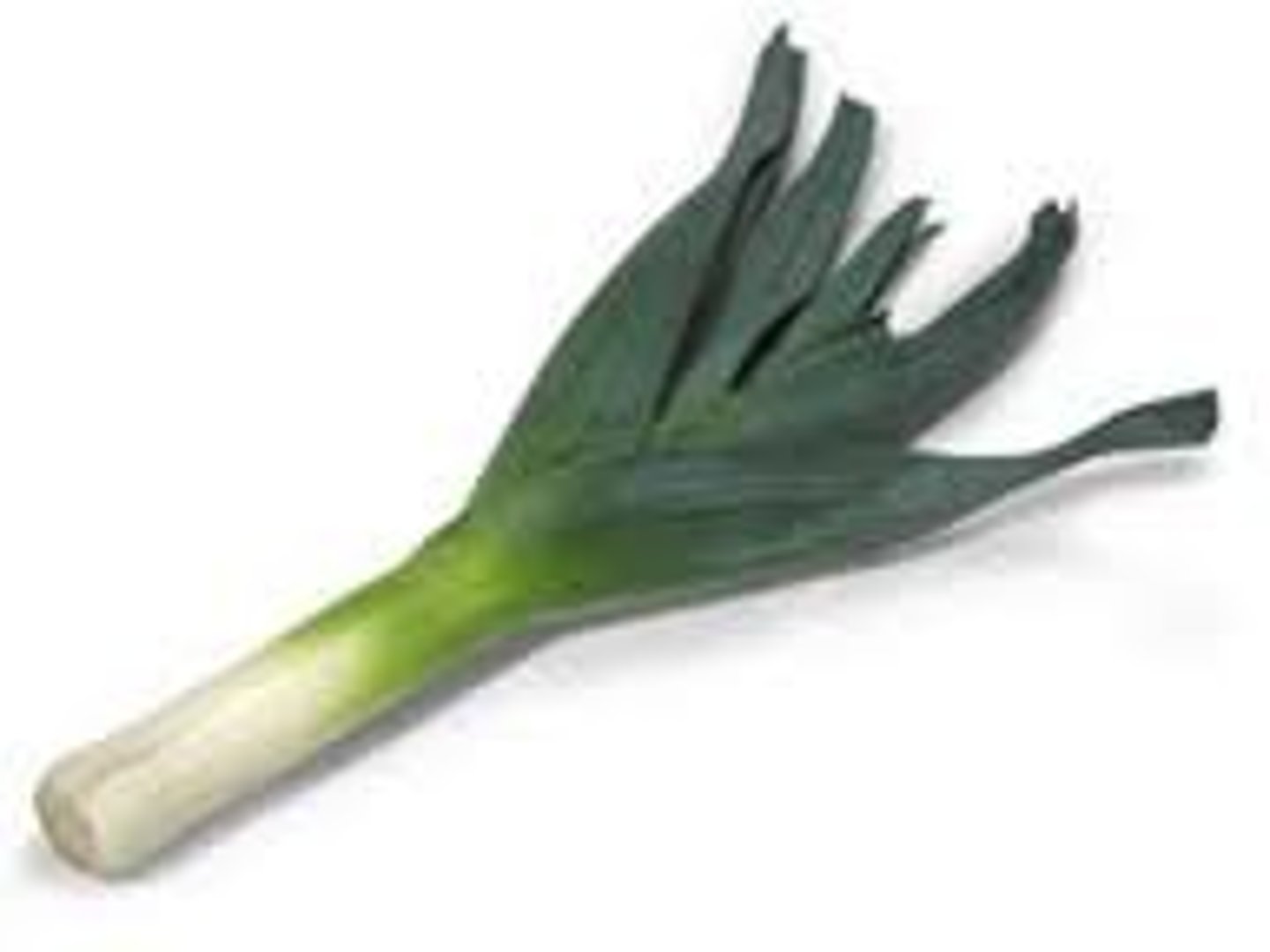 <p>leek</p>