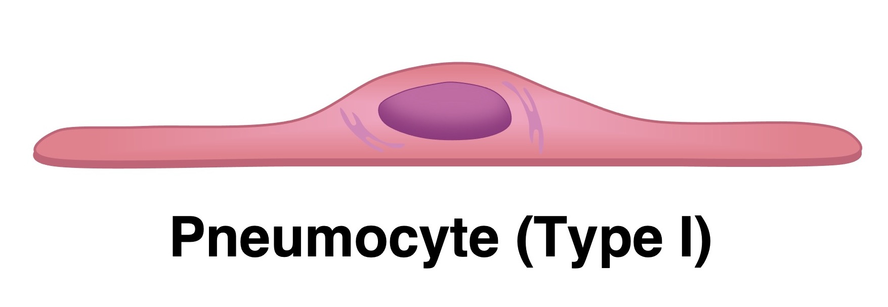 <p><span style="background-color: transparent; font-family: &quot;Helvetica Neue&quot;, sans-serif;"><span>Structure: Extremely </span><strong><span>thin</span></strong><span> &amp; </span><strong><span>flat</span></strong><span>, making up most of the alveolar surface</span></span><br></p><p><span style="background-color: transparent; font-family: &quot;Helvetica Neue&quot;, sans-serif;"><span>Function: </span><strong><span>Minimises diffusion distance </span></strong><span>for oxygen &amp; carbon dioxide into bloodstream&nbsp;</span></span></p>