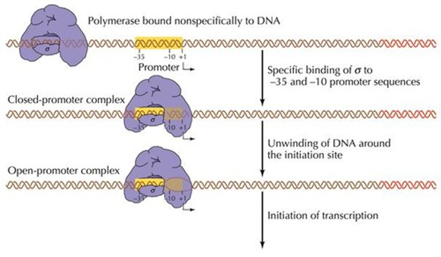 <p>Synthesis of RNA from a DNA template.</p>