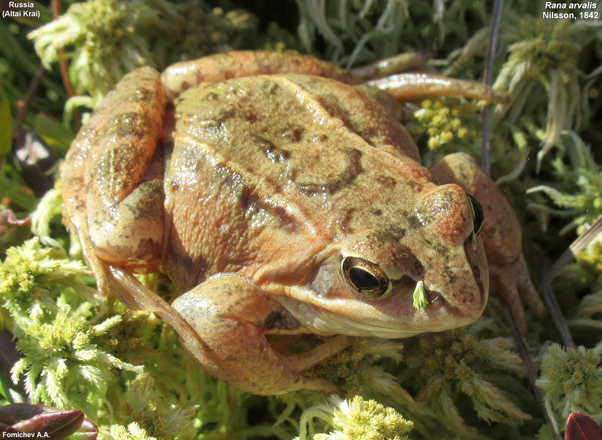 <p>Żaba moczarowa</p>