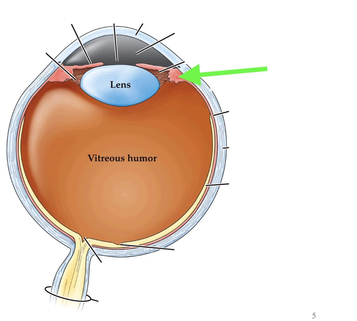 <p>what part of the eye is this?</p>