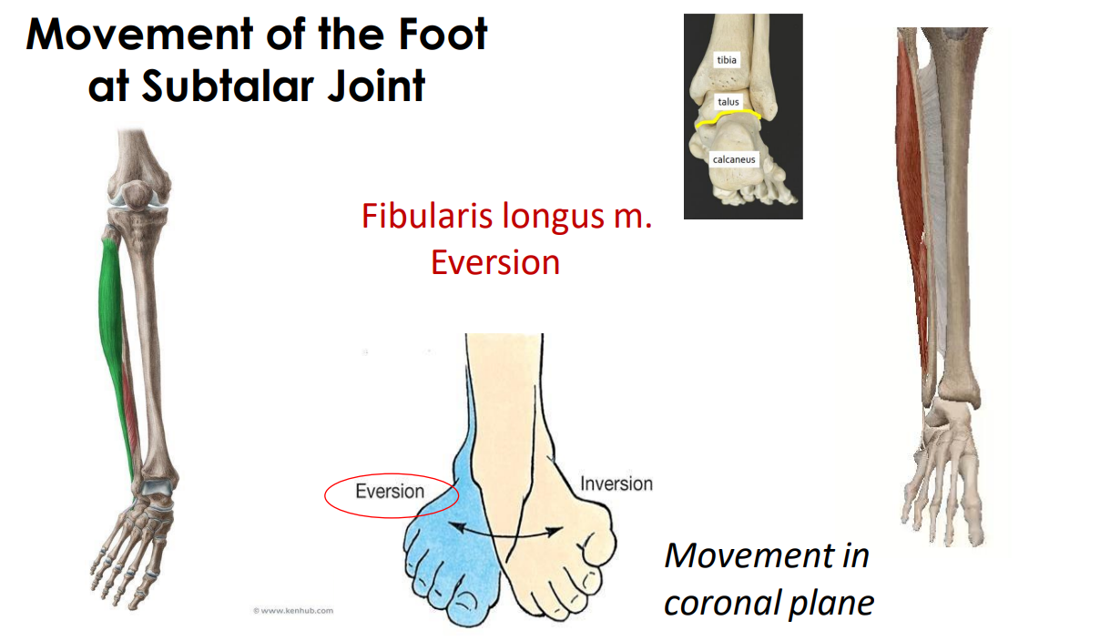 <p>fibularis longus m. eversion</p>