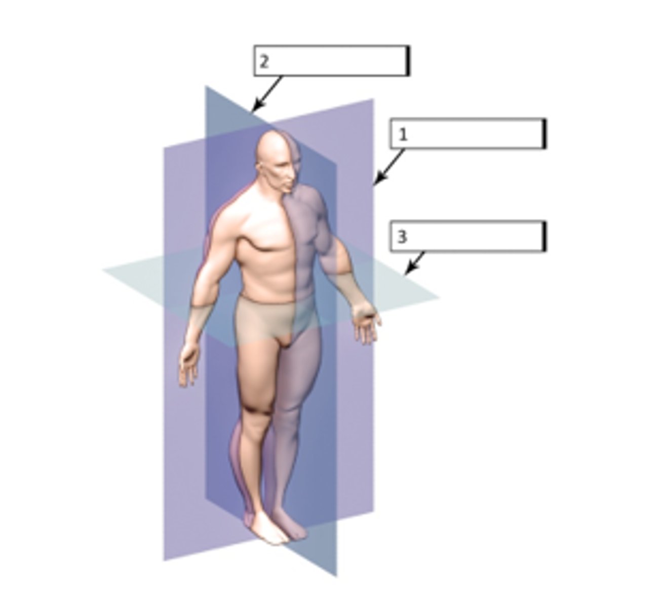 <p>What are the 3 anatomical planes?</p>