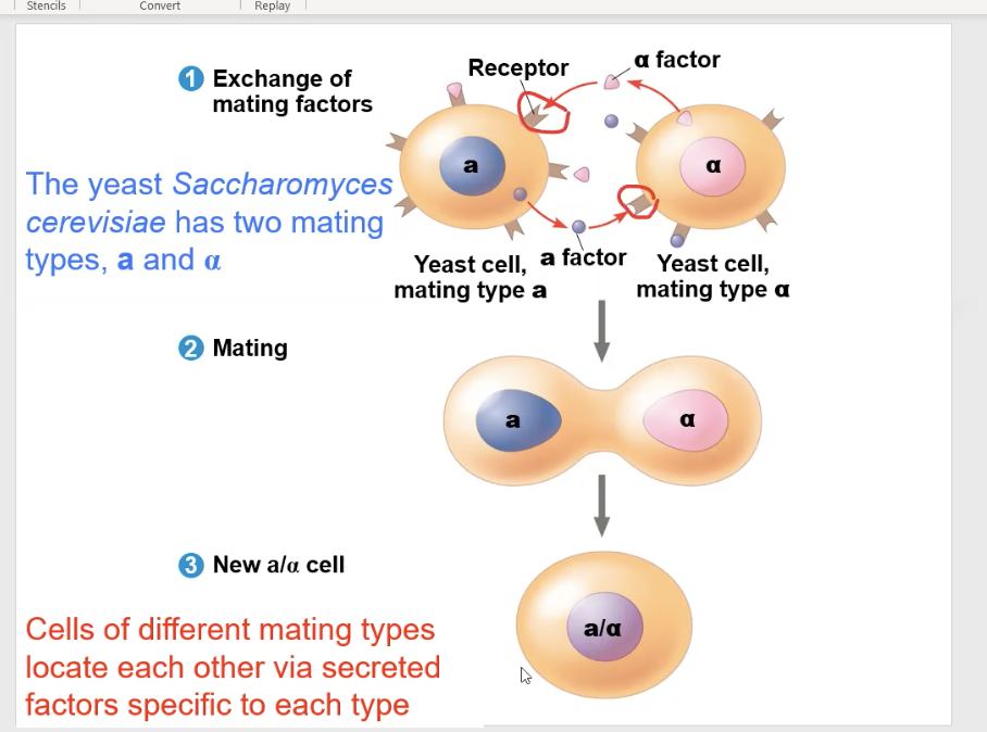 <ul><li><p>They communicate by secreting soluble factors on each other. also known as mating factors</p></li><li><p>The <span>Saccharomyces cerevisiae yeast has two different factor types, the “a” type and the “α” type</span></p></li><li><p><span>The </span>“a” type and “α” type yeast can only mate with each other, so they send each other the mating factors, and can only bind to each other’s receptors&nbsp;</p></li></ul><p></p>