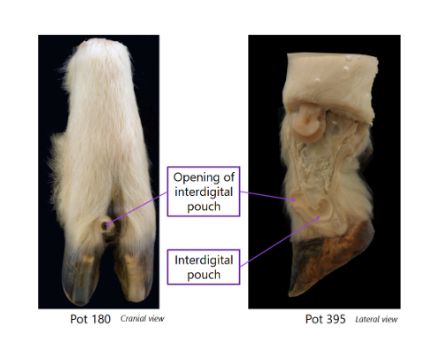 <p><span><strong>Ovine interdigital pouch</strong></span></p><p><br></p>