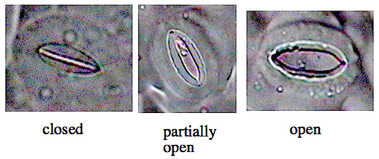 <p>The vacuoles in its guard cells that surround each stomata fill with water --> Causes guard cells to be TURGID or swollen, which OPENS stomata and allows gas exchange</p>