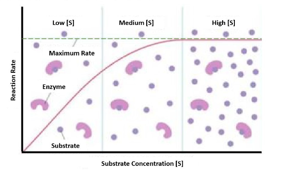 <p>Substrate Concentration on Activity</p>