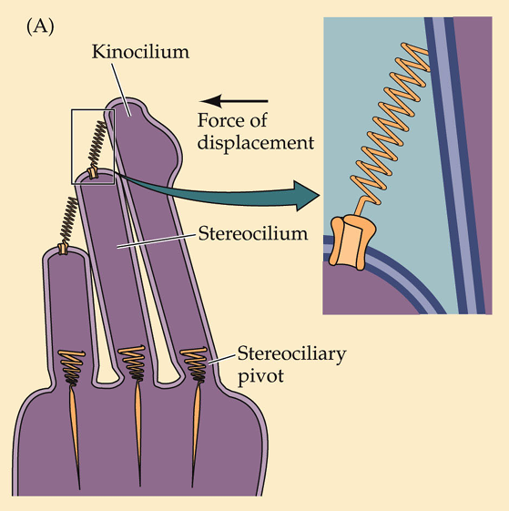 <p>With gating-springs</p>