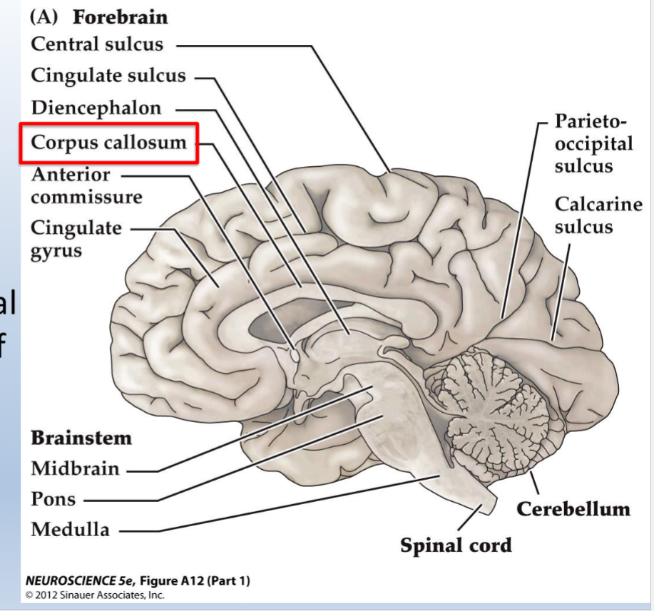 <p>What is the corpus callosum</p>