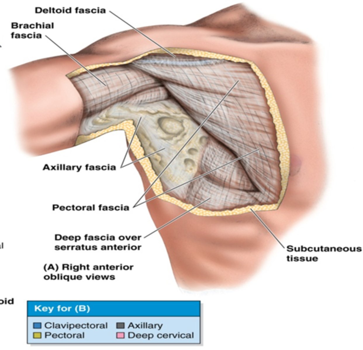 <p>forms the floor of the axilla and is continuous with the pectoral fascia. Clinical relevance: holds anesthetics for brachial plexus blocks</p>