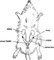 <p><span style="font-family: Google Sans, Roboto, Helvetica Neue, Arial, sans-serif"><strong>two uterine horns that are partially fused in the caudal region</strong></span></p><p><span style="font-family: Google Sans, Roboto, Helvetica Neue, Arial, sans-serif"><strong>y-shape</strong></span></p>