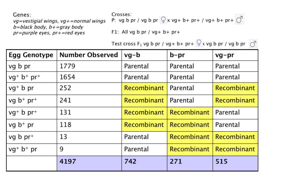 <p>Genes:vg=vestigial wings, vg+=normal wings, b=black body, b+=gray body, pr=purple eyes, pr+=red eyes</p><p>crosses:</p><p>P: vg b pr / vg b pr(F) x (M)vg+ b+ pr+ / vg+ b+ pr+</p><p>F1: All vg b pr / vg+ b+ pr+</p><p>Test cross F1 vg b pr / vg+ b+ pr+(F) x (M)vg b pr / vg b pr</p>