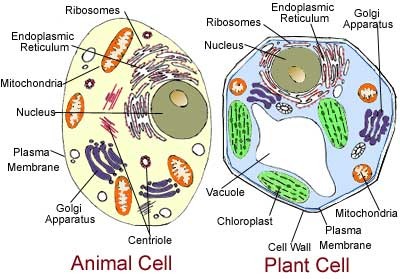 Shape: Plant-squareish, animals-varies

Eukaryote/prokaryotes: plant and animal- eukaryote

Border: plant- cell wall and cell membrane, animal- cell membrane

Mitochondria for cell respiration: Plant- yes, animal- yes

Chloroplast for photosynthesis: plant- yes, animal-no

Vacuoles: plant- large, central, filled with water, Animal-small, stores various substances