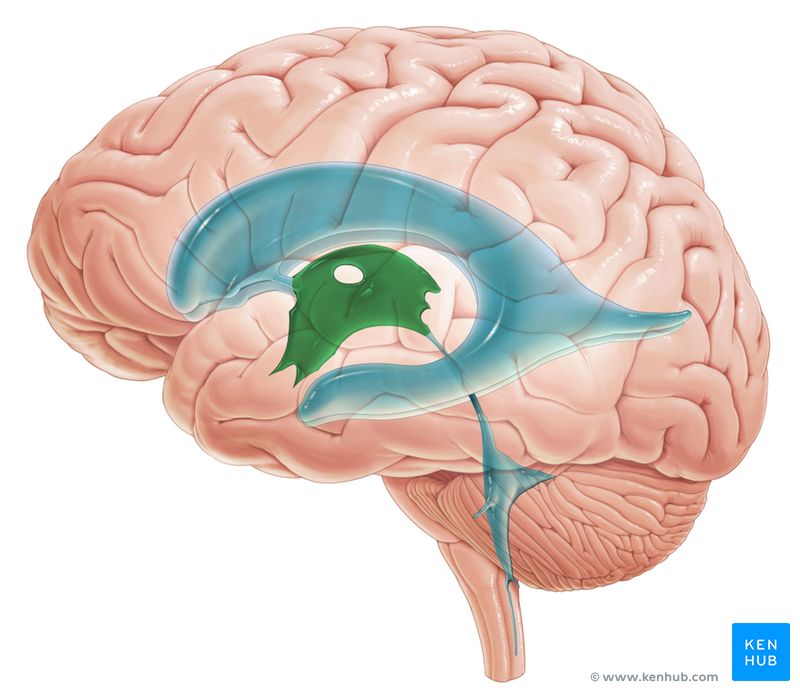 <p>identify the structure</p>