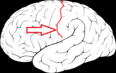 <p>separates parietal and frontal lobes</p>