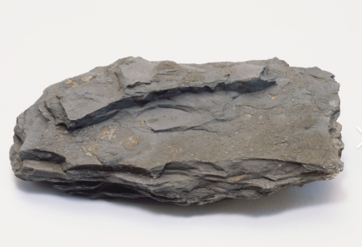 <p>sedimentary</p><p>Clastic </p><p>clay &lt;1/256 mm</p><p>Well rounded </p><p>Laminated </p><p>floodplains/lagoons/offshore</p>