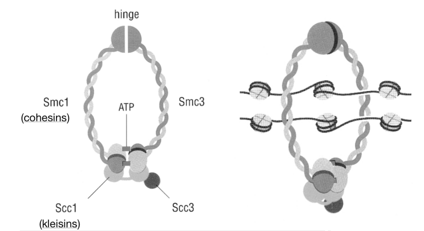 <ul><li><p>by cohesins</p><ul><li><p>→ proteins are belonging to the class of ;structural maintenance of chromosomes’ proteins (SMCs)</p></li></ul></li></ul><p></p>