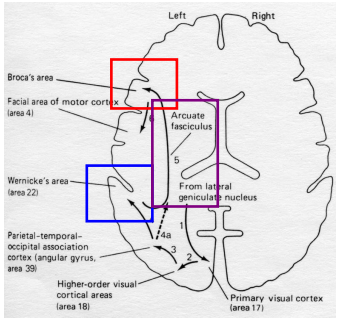 <p>What is the arcuate fasciculus?</p>