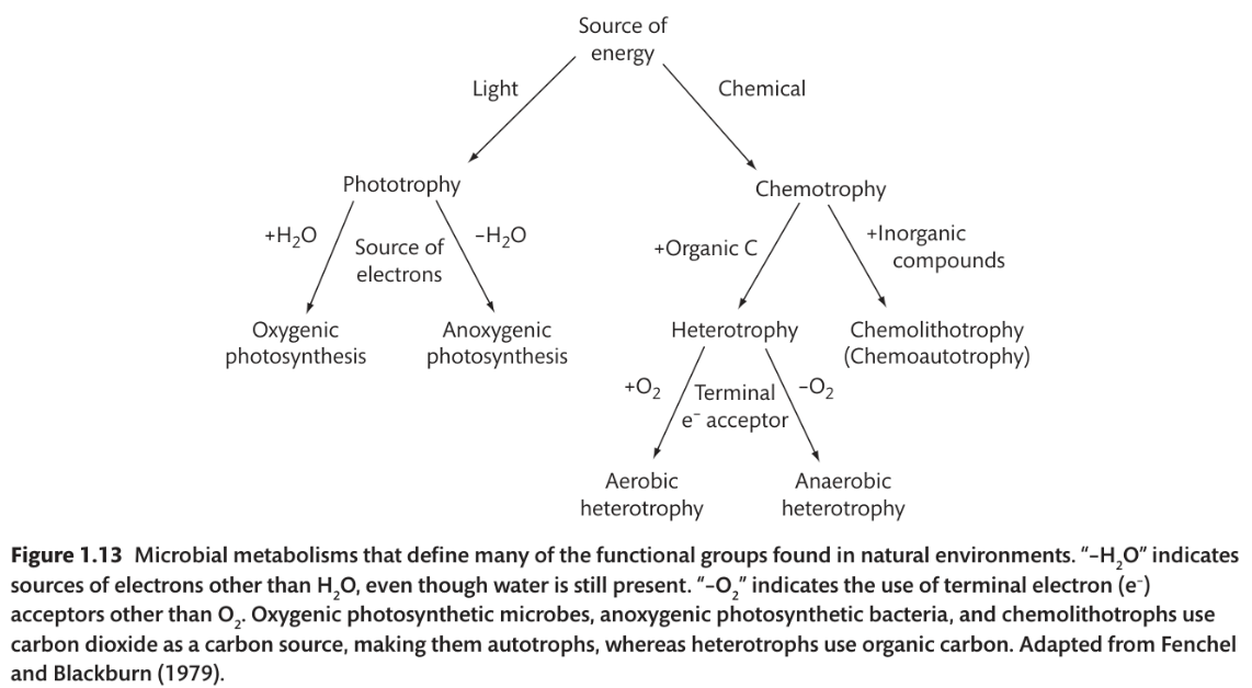 <p>Metabolisms here that are NOT present in macroorganisms</p>