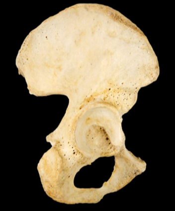 <p>left or right </p>