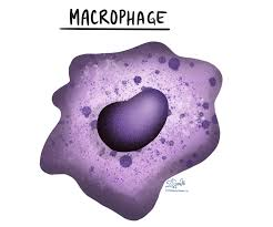 <p>Macrophages</p>