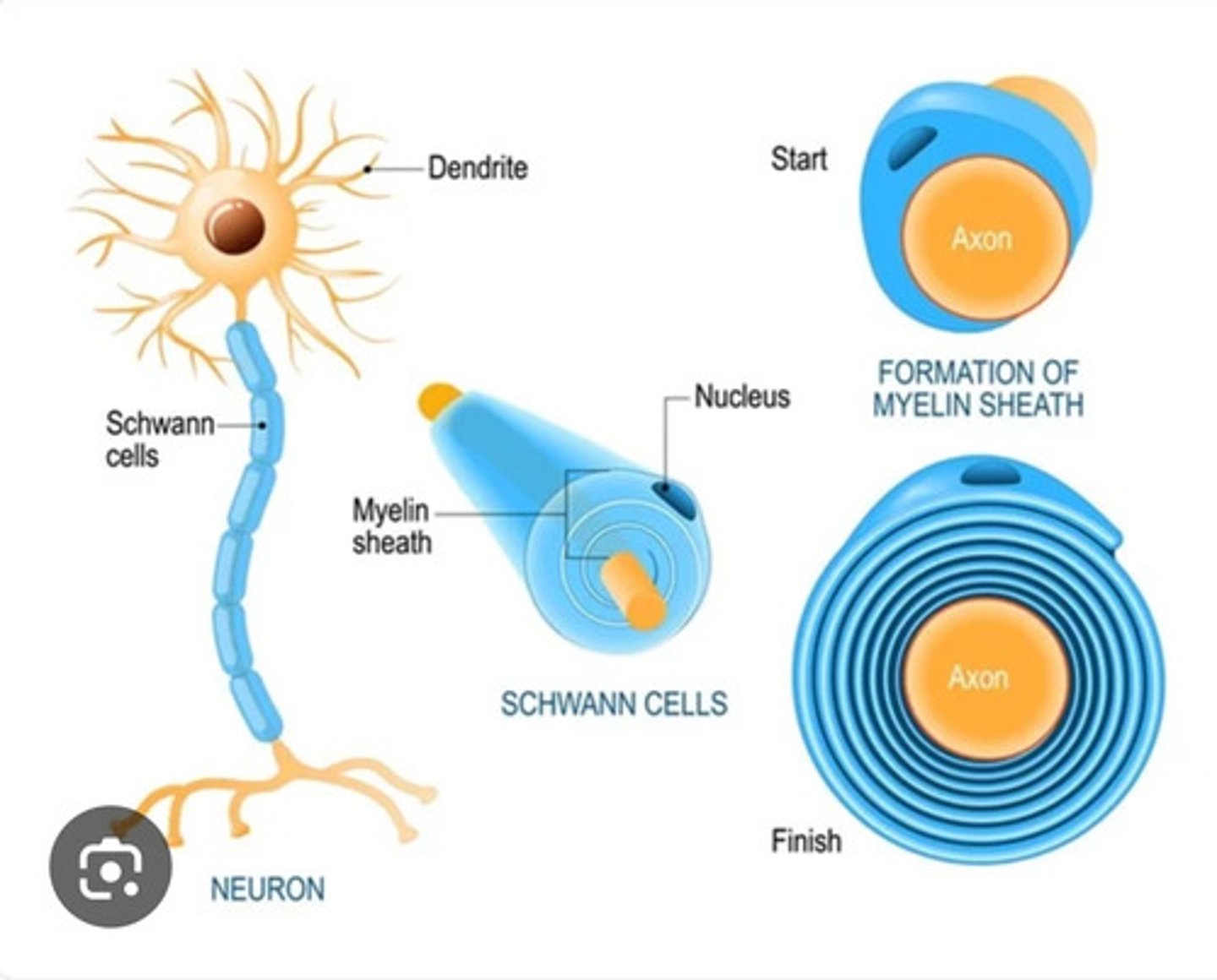 <p>Provide myelin insulation to neurons outside the brain and spinal cord, in PNS</p>